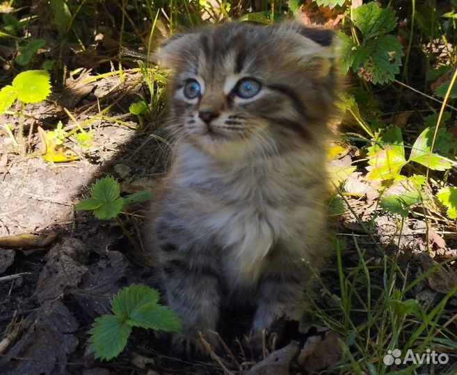 Отдам бесплатно котенка