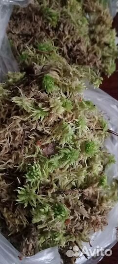 Мох сфагнум живой