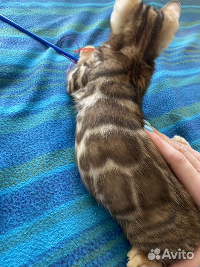 Бенгальские мальчики и девочки