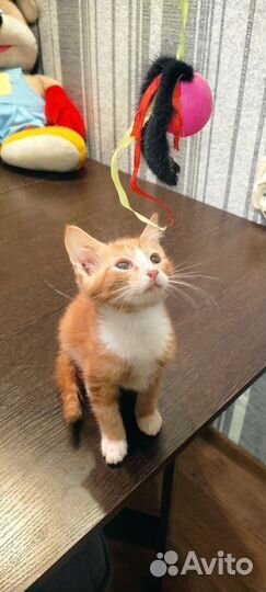 Рыжий котик