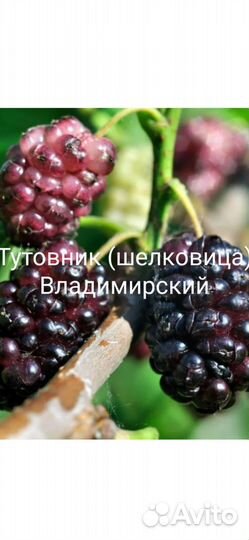 Саженцы шелковицы