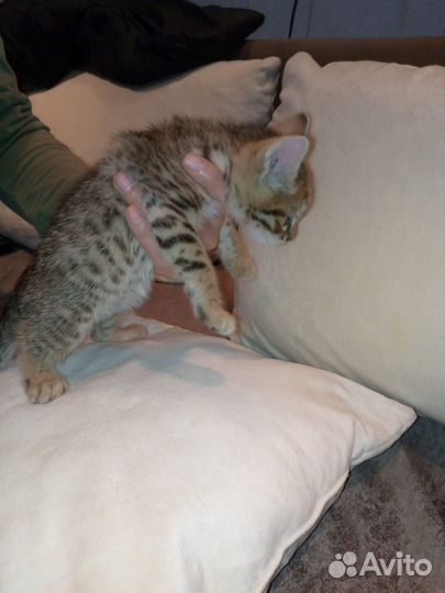 Бенгальский котик помесь