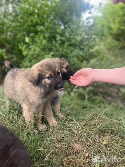 Щенки в добрые руки бесплатно
