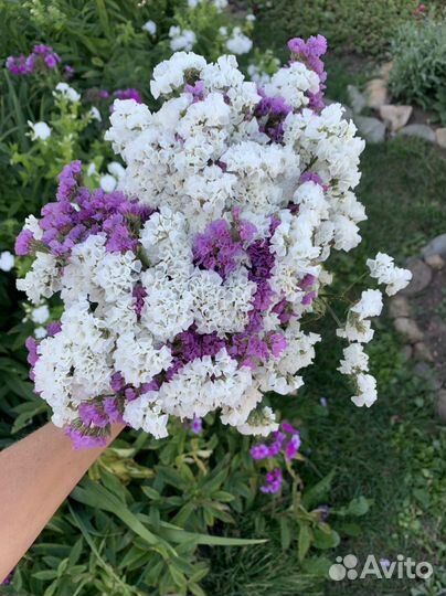 Статица, сухой букет