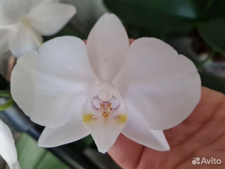 Орхидея фаленопсис Beaumont и Мария Тереза