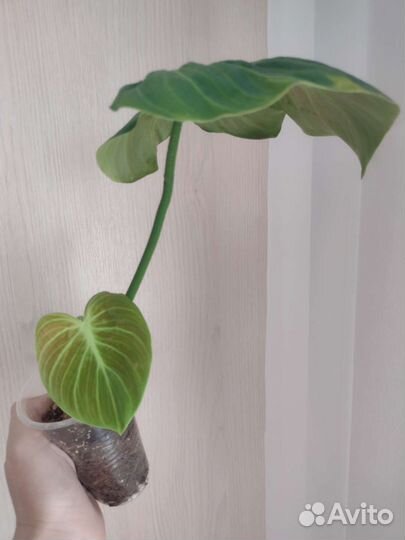 Бархатные филодендроны (лианы)