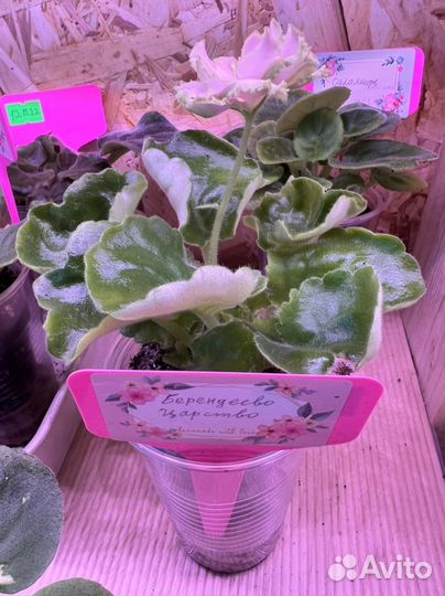 Детки сортовых фиалок