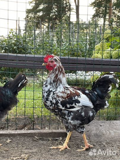 Петух русская хохлатая