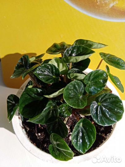 Пеперомии сортовые