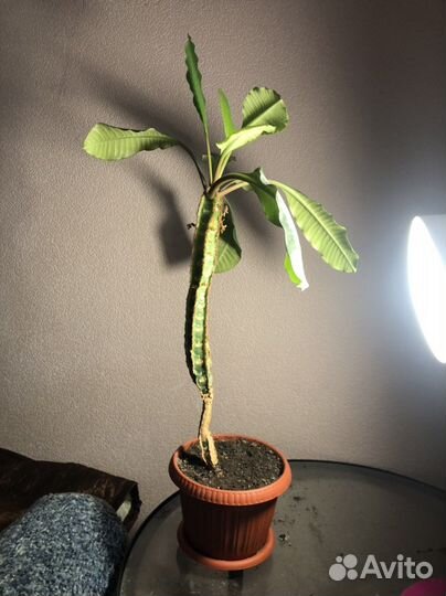 Цветок в горшке молочай