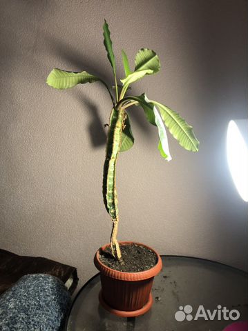 Цветок в горшке молочай