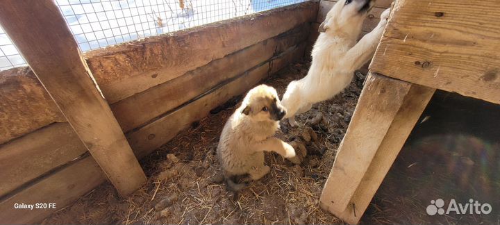 Щенки западно сибирской лайки