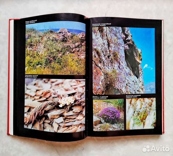 Красная книга РСФСР растения