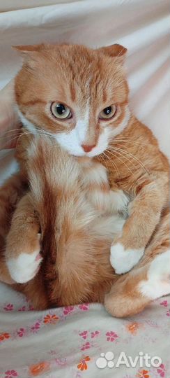 Котик в добрые руки