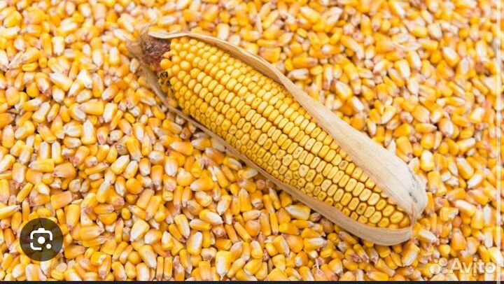Кукуруза зерно