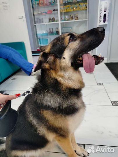 Груминг в салоне и выезд на дом