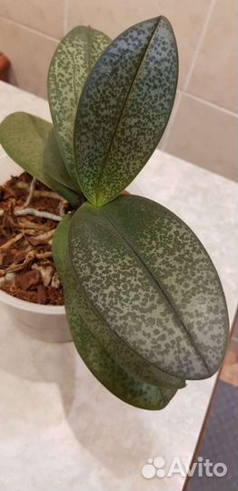 Орхидея фаленопсис