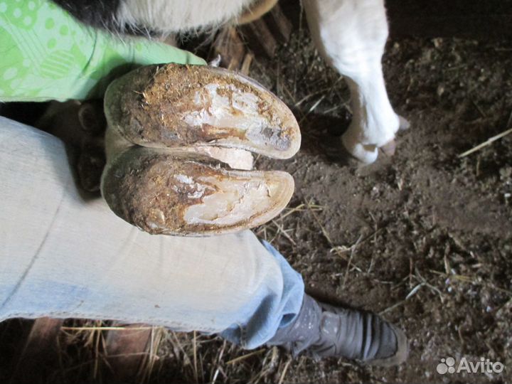 Расчистка копыт лошадей, ослов, пони, коров, коз