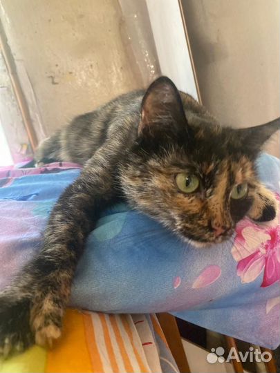 Кошка Челси в дар