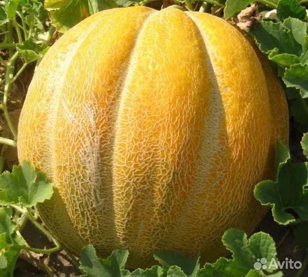 Семена дыни эфиопка