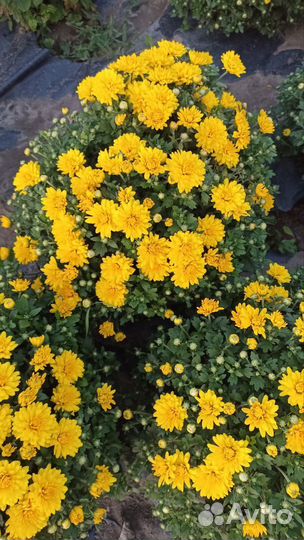 Хризантемы мультифлора