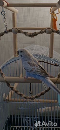 Попугай самочка