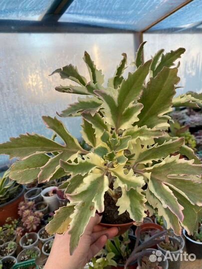 Каланхоэ laciniata variegata