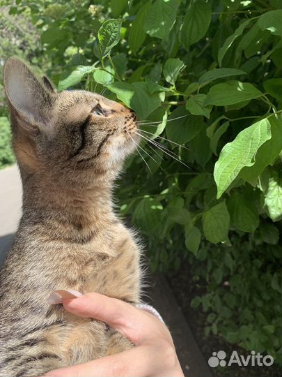 Потерялась кошка
