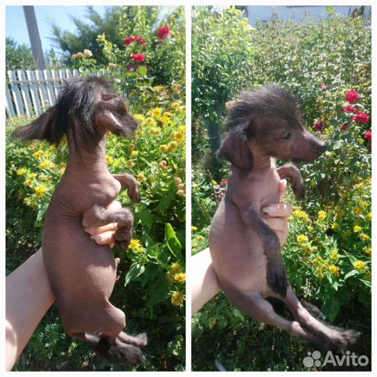 Щенки в добрые руки