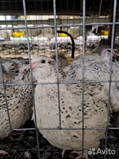 Радонежские и Феникс Серебристый