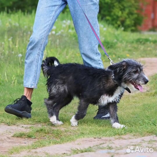 Маленькая собака в добрые руки