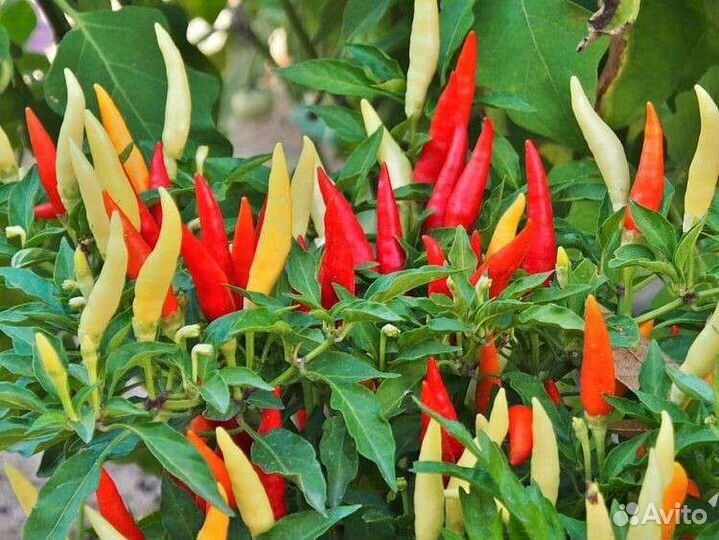 Перчик острый