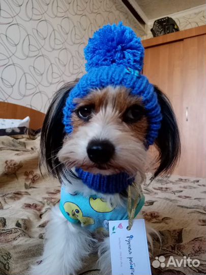 Одежда для собак