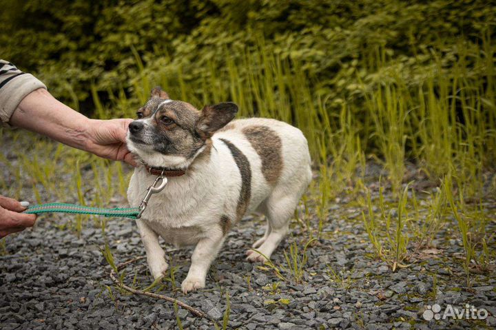 Мелкаши поступили в приют