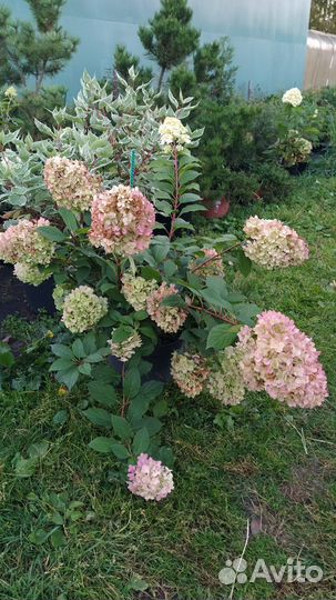 Гортензия метельчатая 