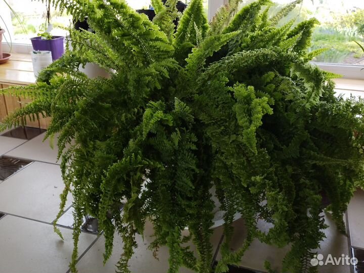 Папортник комнатный