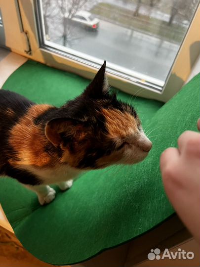 Кошка ищет дом