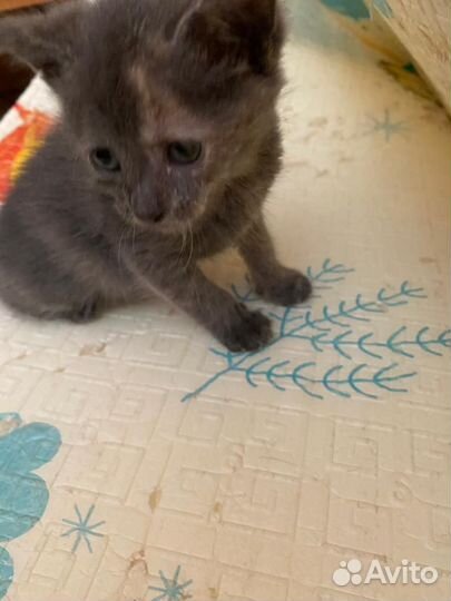 Отдам котенка в добрые руки