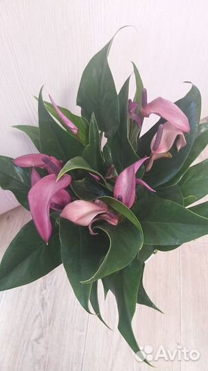 Кларинервиум,мистик,нано свит,лили,алегрия