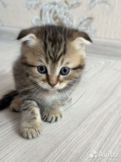 Шотландские вислоухие котята