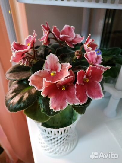 Детки сортовых фиалок