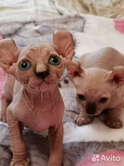 Бамбино Двельфы