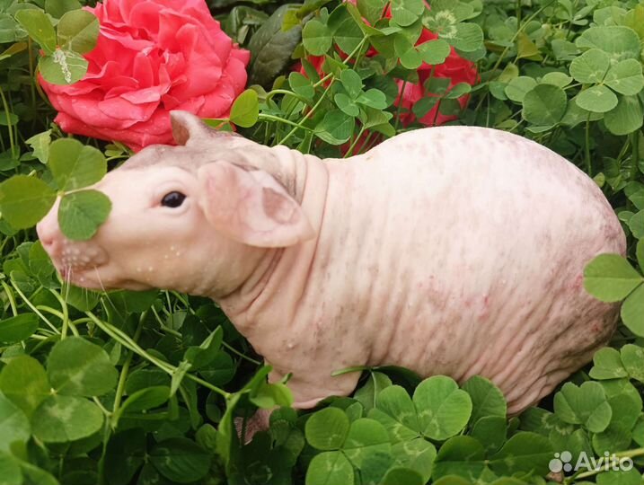 Мини бегемотики. Детки чемпионов