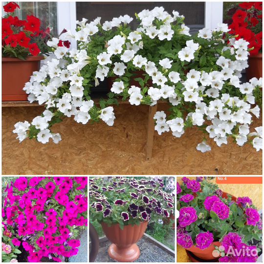 Рассада петунии, калибрахоа, биденса и бакопы