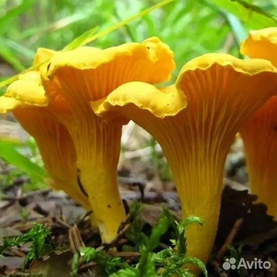 Лисички грибы