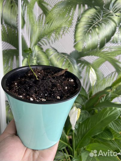 Мандариновое дерево