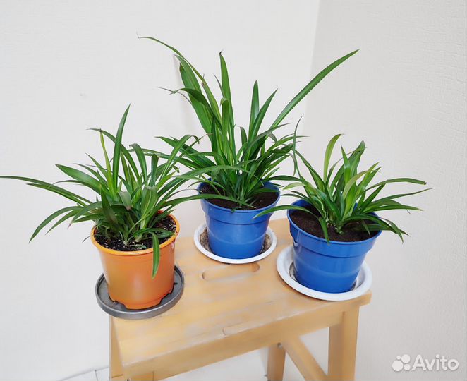 Хлорофитум