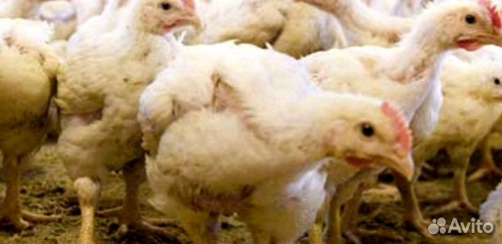 Бройлерные цыплята рос - 308