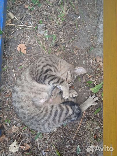 Европейская