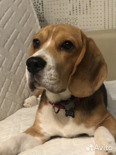 Вязка бигль